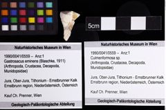 Foto (Objket + Etiketten) von Culmenformosa sp. 